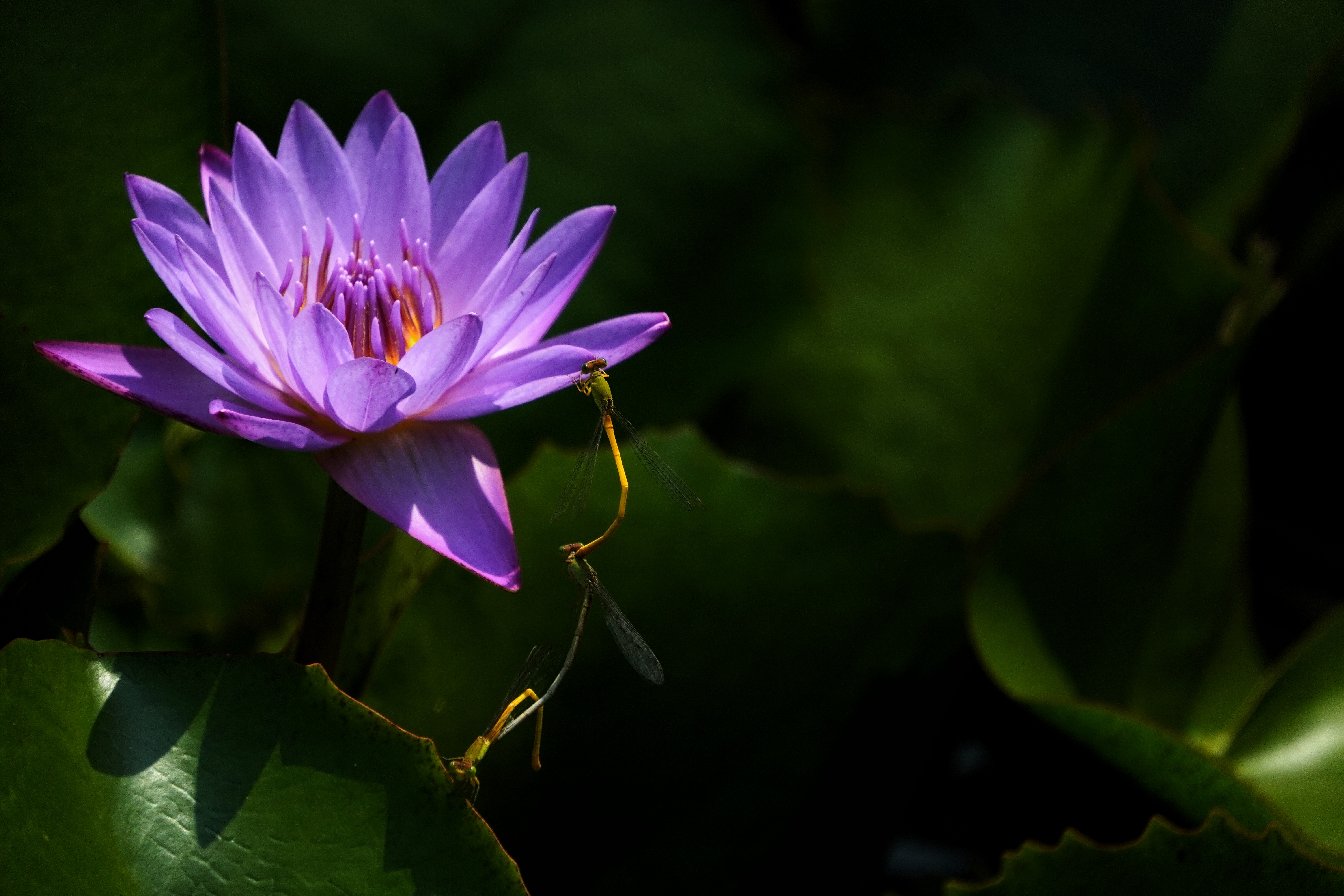 Waterlily and Damselflies